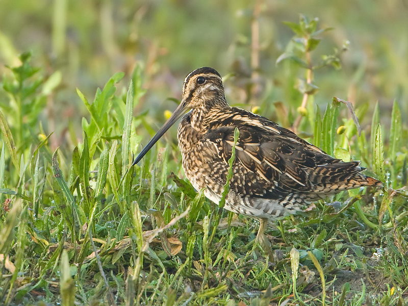 Gallinago gallinago Watersnip Common Snipe